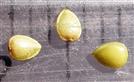  Achenes